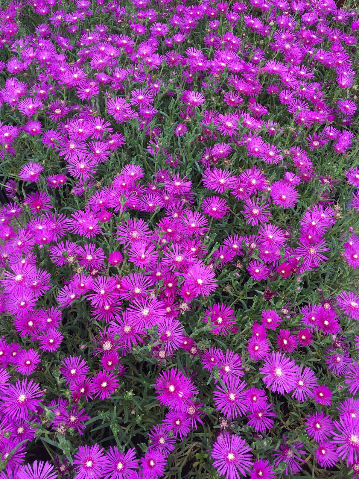 PERENNI COLTIVAZIONE E VENDITA